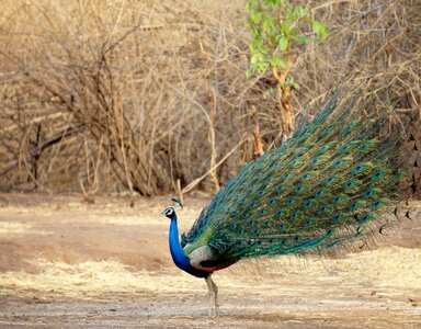 Bird banswara bharat photo