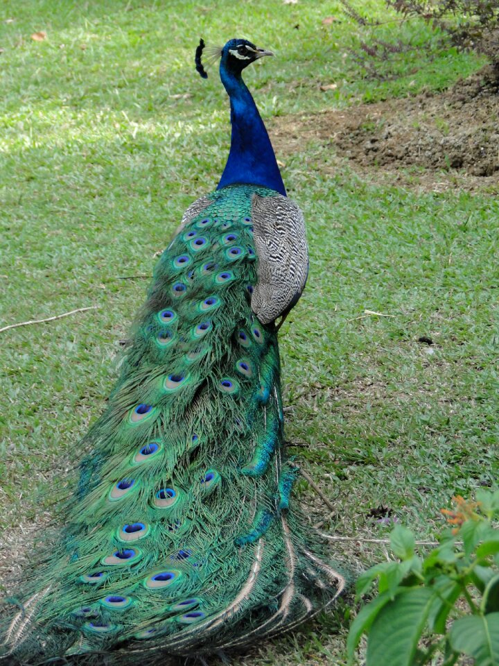 Animal nature feather