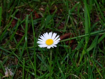 Small flower pointed flower white