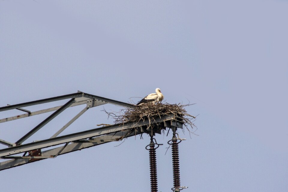 Stork animal nest