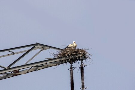 Stork animal nest photo