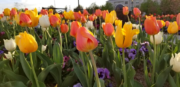 Flowers garden