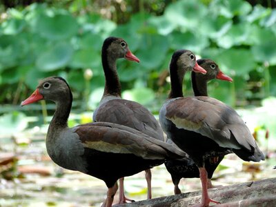Animal wildlife wing