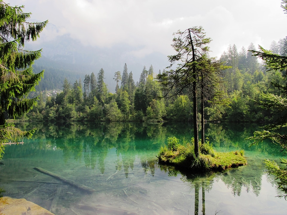 Fir tree forest island