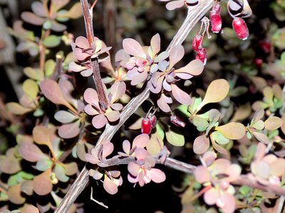 Leaves berry night photo