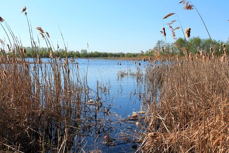 Lake swan deadwood water photo