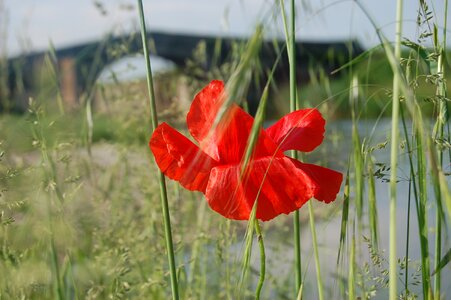 Poppy wildflowers wild flowers