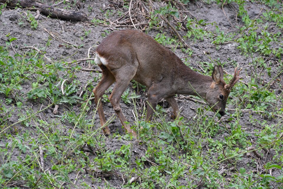 Nature wild hirsch