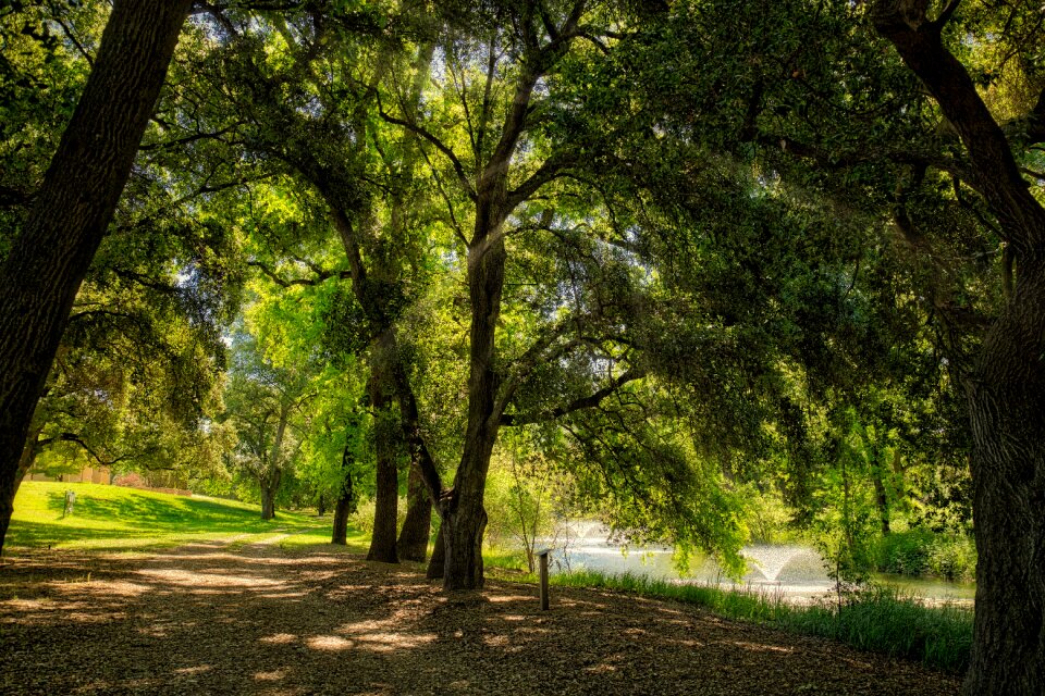 Summer sunny path