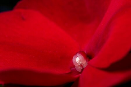 Blossom bloom flower