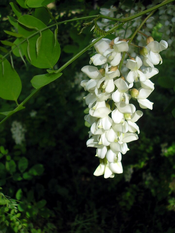 Flower spring tree