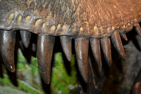 Dino-park wedde netherlands