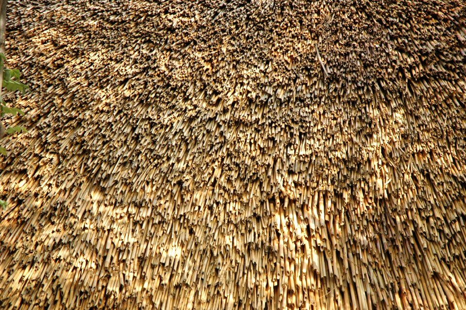 Nature pattern dried up