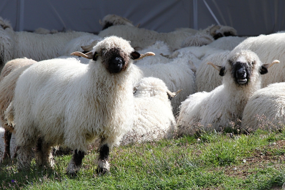Flock herd animals valais