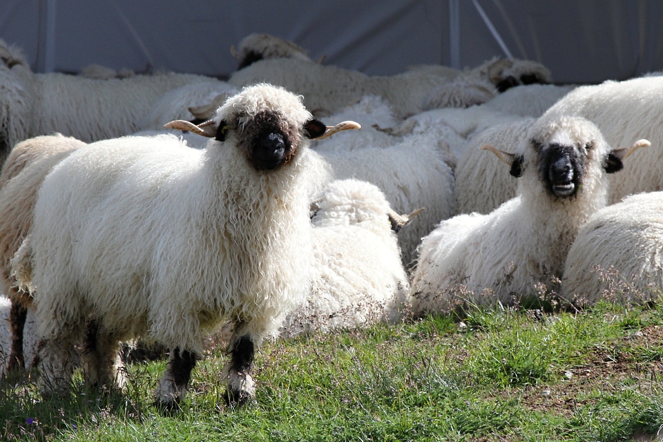 Flock herd animals valais photo