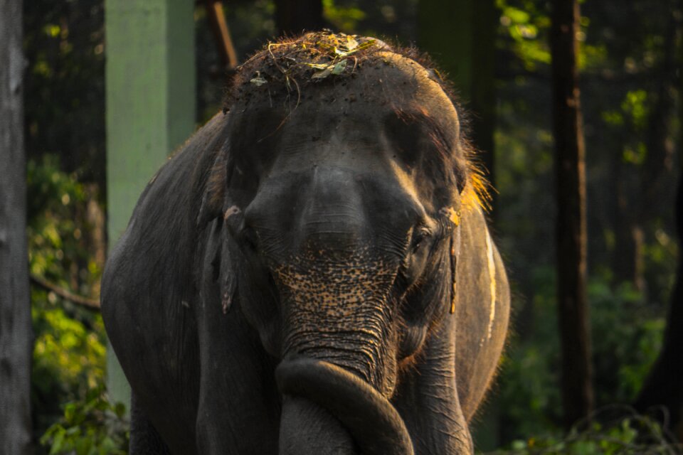 Wild wildlife mammal