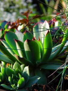 Sukulenty rocky rose cactus