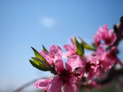 Spring flower peach blossom photo