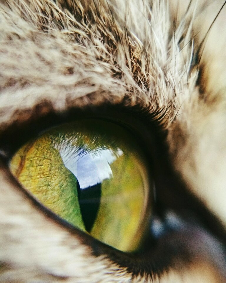 Beast animals closeup