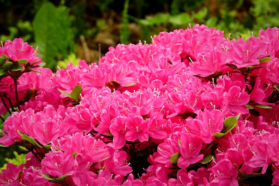 The beauty of nature colorful flowers red
