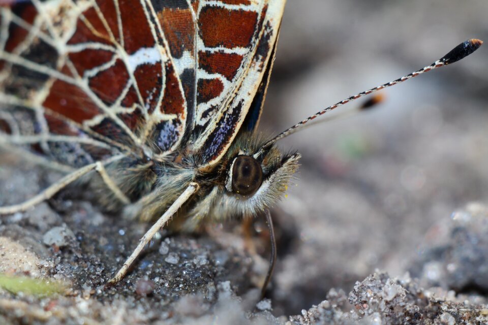 Butterfly insect nature