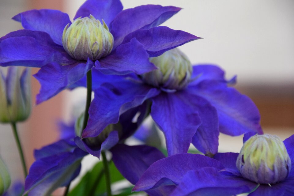 Passion flower luxembourg nature