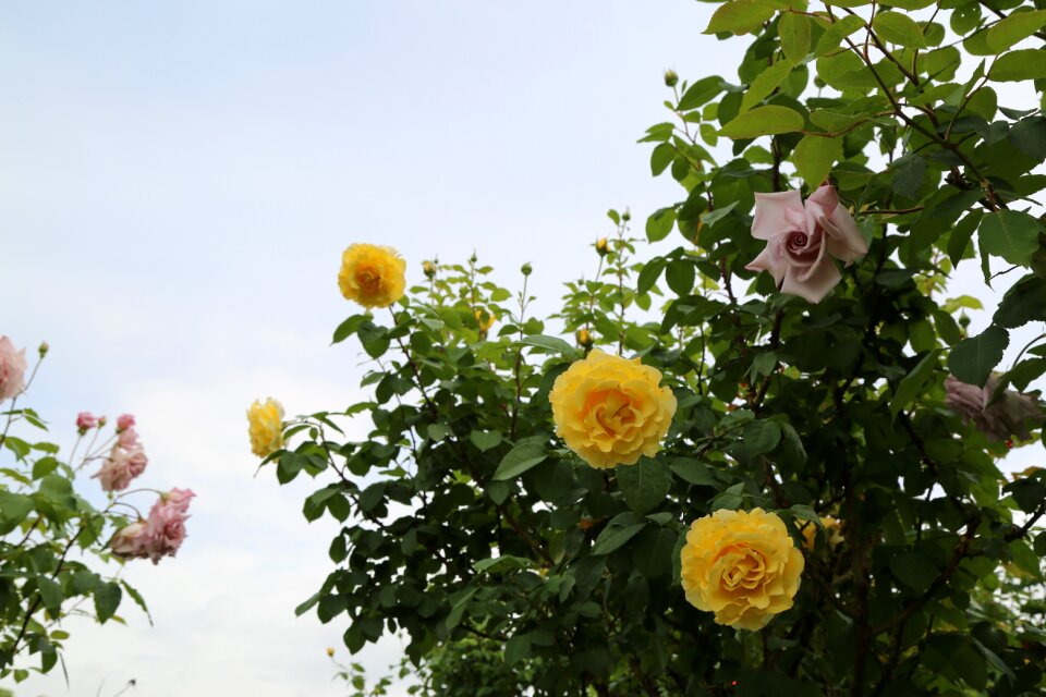Roses the rose garden nature
