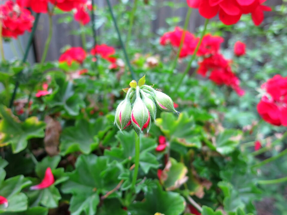Blooming geranium