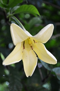 Blossom garden peradeniya