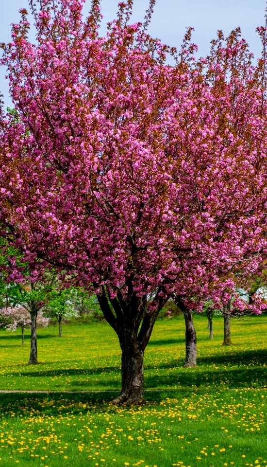 Blossom blooming branch