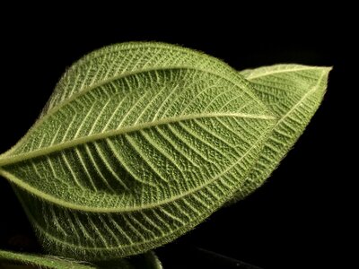 Nature plants green leaves