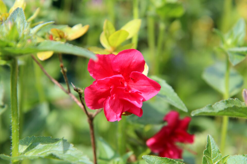 Azalea china red flowers petals red photo