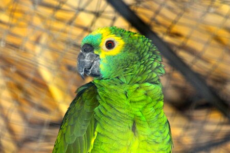 Venezuelan amazon orange-winged amazon feathered race