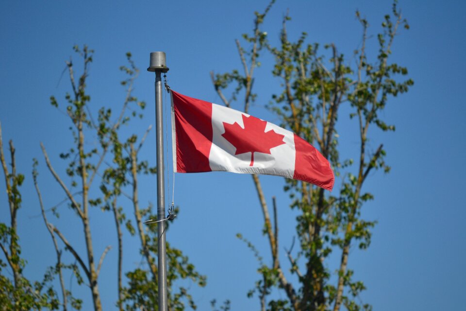 Maple leaf trees photo