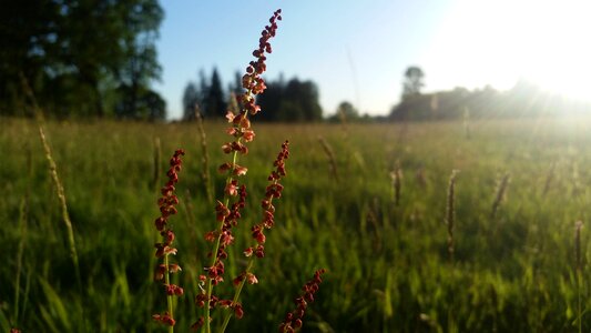 Field sun grass