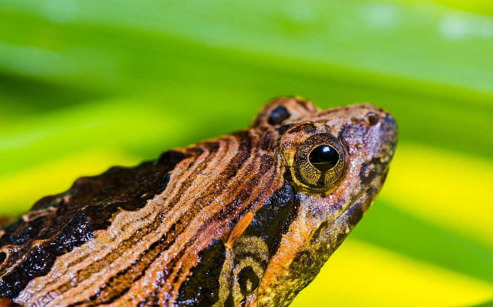 Anuran frog amphibians