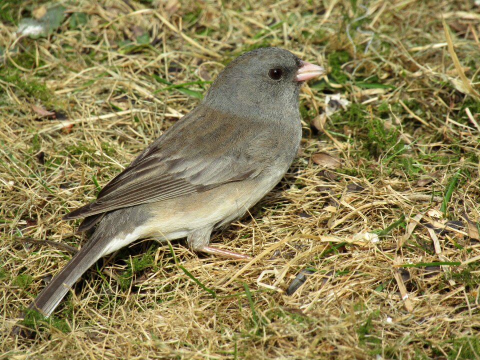 Nature wildlife avian