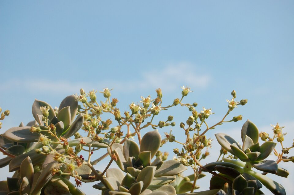 Graptopetalum plants crassulaceae Free photos