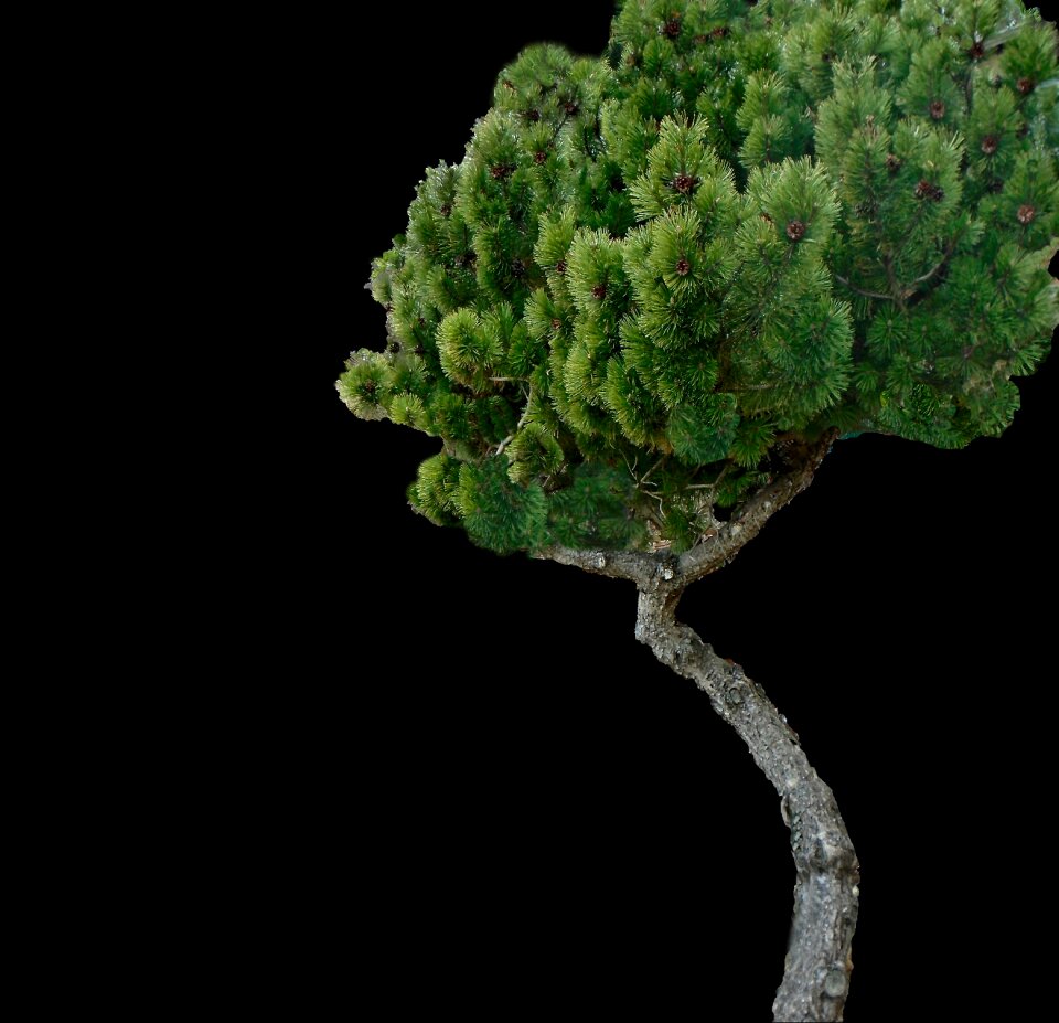 Conifer green forest