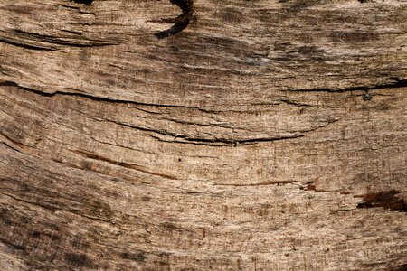 Log background wood pattern