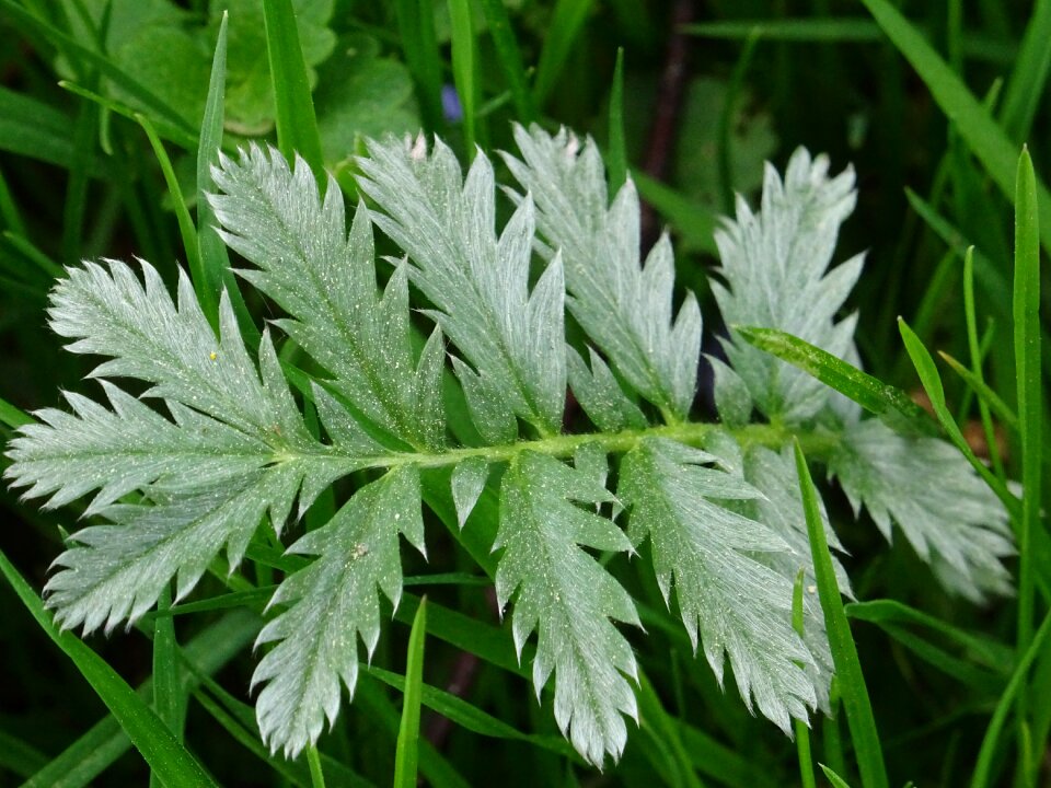 Green leaf leaf nature photo