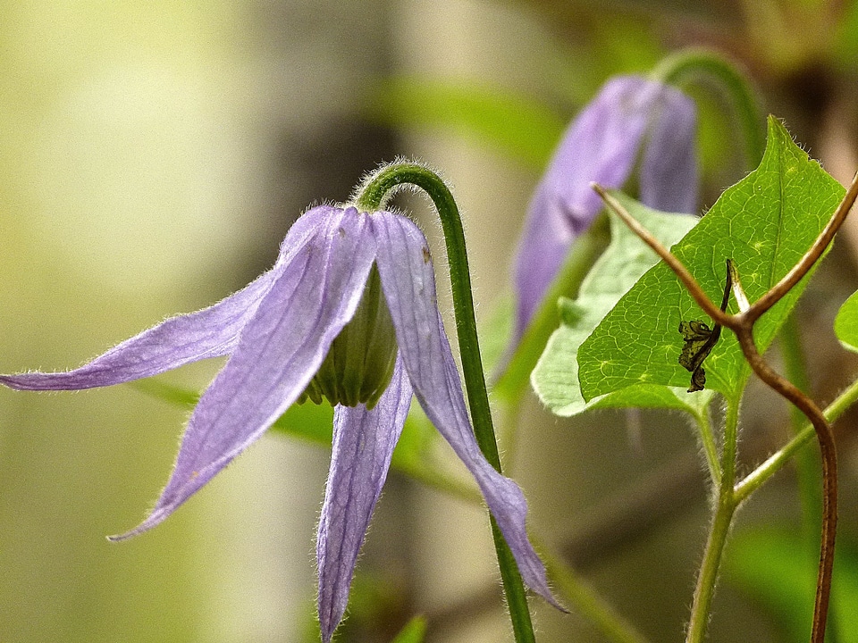 Clematis flower nature