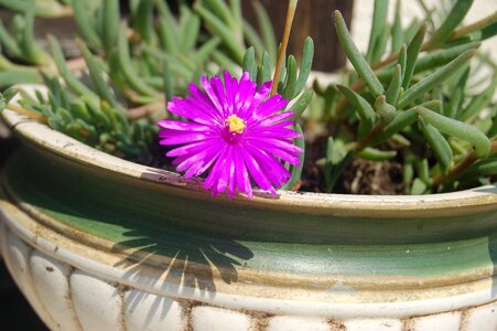 Purple flower succulent plant bloom photo