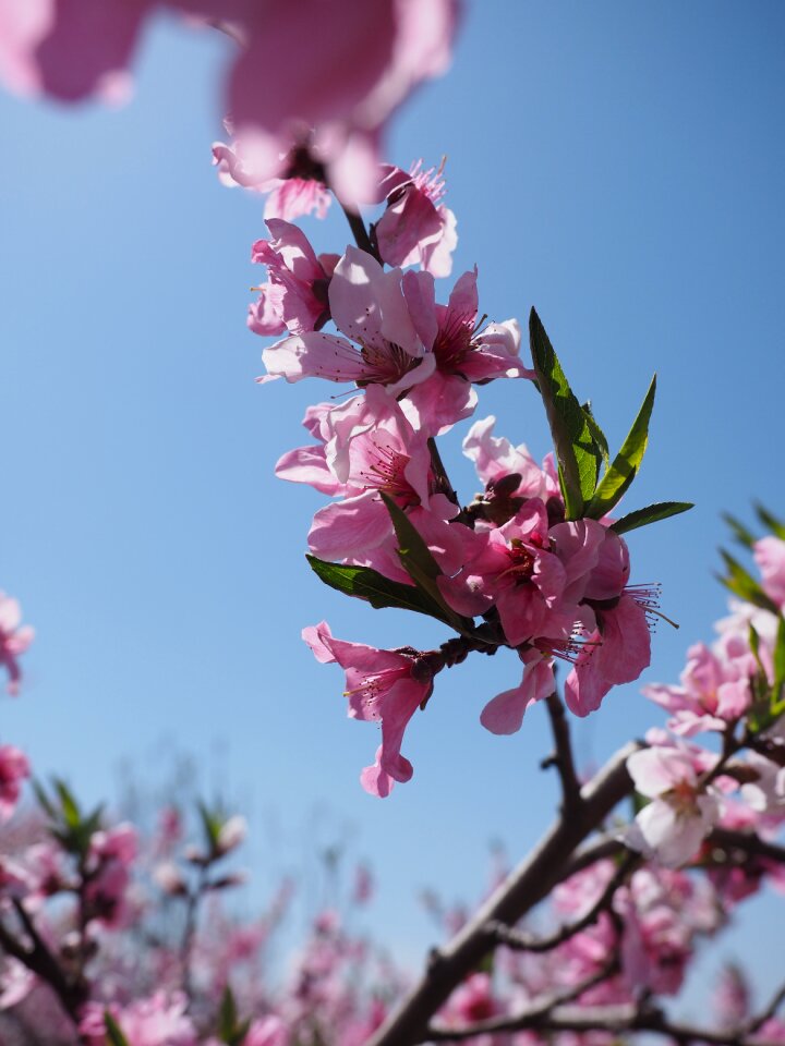 Spring flower peach blossom photo