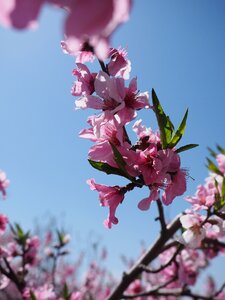 Spring flower peach blossom