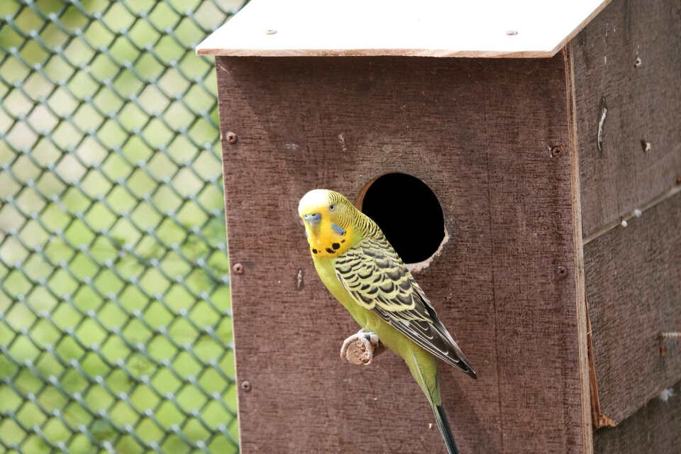 Small bird animals ziervogel