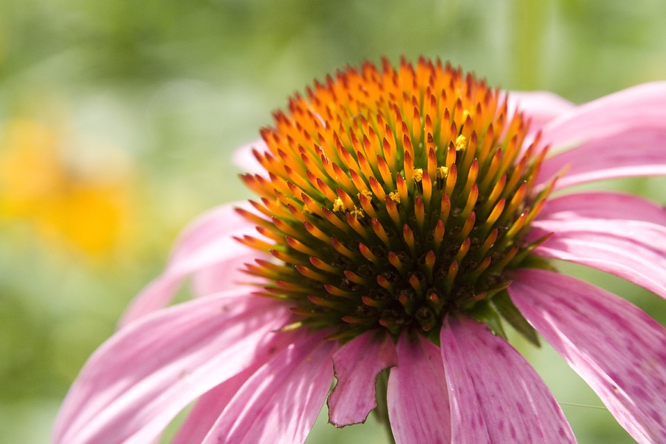 Nature plant garden