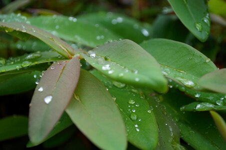 Drop foliage green leaf