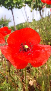 Nature petals