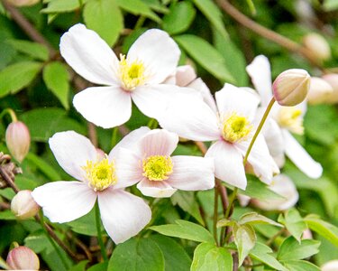 Real clematis bloom climber plant photo